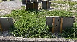 Cimiteri invasi dalle erbacce, ira e sdegno