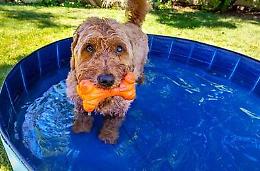 I cani soffrono il caldo, contro il colpo di calore anche capi refrigeranti