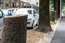 Piante tagliate nel quartiere Po e in città, Fratelli d'Italia all'attacco