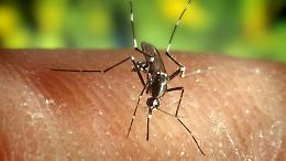 Colpito dal virus del Nilo, dimesso dopo 10 giorni