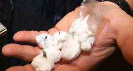 Spaccio di cocaina, cremasco arrestato dai carabinieri