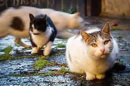 Lesignano Bagni, il paese dove spariscono i gatti: 50 da fine maggio