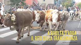 Transumanza dei bergamini, la mandria attraversa Rivolta d'Adda