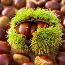 Festa delle castagne e dei ricordi