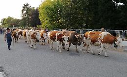 Transumanza dei Bergamini, la mandria 'invade' il castello visconteo