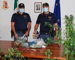 Crema, pizzaiolo rimasto senza lavoro allestisce serra di marijuana in casa