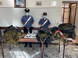 Casalmaggiore, coltivazione di marijuana in un capannone abbandonato