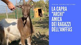 Dal canile alla fattoria didattica: la capra Archi nuova amica dei disabili