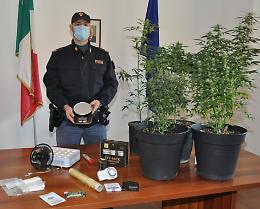 Serra di marijuana nell'appartamento, arrestato 40enne