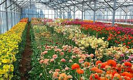 Confagricoltura: per Ognissanti comprate fiori italiani