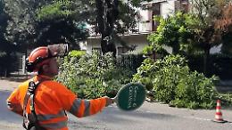 Nuovi alberi in arrivo in via Serio e via Fulcheria