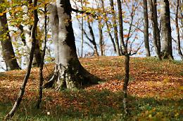 Crema, via alla raccolta fondi per il "Bosco del tempo"