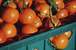 Le clementine anti violenza con Confagricoltura Donna e Soroptimist International
