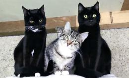 Gatti al sicuro, sconfitto il virus: riaperta l'oasi felina