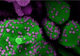 Vaccini, funziona nei topi lo spray nasale anti Covid