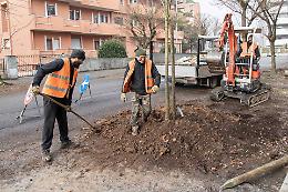 Dopo l'abbattimento la piantumazione, nuove piante in via Fulcheria e via Serio
