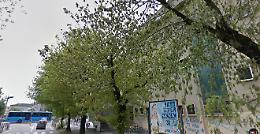 Città green: trecento alberi per far respirare i quartieri