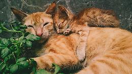Colonie feline, a Casalmaggiore sono 15: «Sostegno ai volontari»