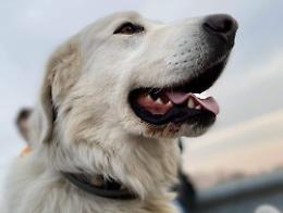 Polpette killer, «Il mio cane è stato ucciso dal veleno»