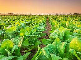 Tabacco, Confagricoltura: "Garantire futuro e occupazione alla filiera"