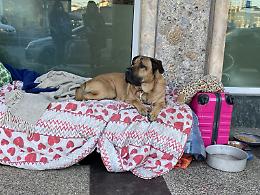 Per i cani dei clochard i volontari dell'Oipa