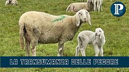 Transumanza, a Crema il campo delle mille pecore