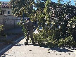 Grosso pino cade sull'asfalto: strada bloccata