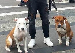 Due pitbull aggrediscono cagnolina e padrona: indaga l'Arma