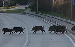 Daini e cinghiali: «Serve subito il censimento»