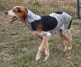  Parco rifugio La Cuccia e il Nido: "Pronti ad accogliere cani e gatti dei profughi ucraini"