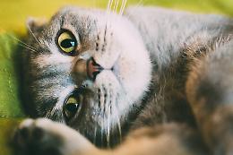 Colonia felina in via Brescia, progetto definitivo in dirittura d’arrivo