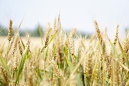 Cereali, l'Ue aumenta la produzione di cereali