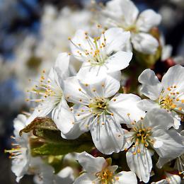 Con la Primavera torna la tradizionale Festa dei Ciliegi in Fiore