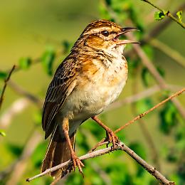 Visita naturalistica "Alla scoperta del bosco"