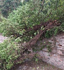 Cade albero e invade l'Asolana: Protezione civile in azione