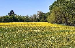 Lo spettacolo della natura: prati in fiore al parco Bettinelli