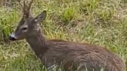 Due piccoli caprioli salvati lungo il fiume