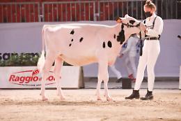 Fiere Zootecniche Internazionali, a Cremona si scaldano i motori