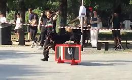 Addestramento cani: in diretta da piazza Roma lo show del Gruppo Cinofili