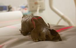Cranio di lupo rinvenuto nel Po, il fossile risale al pieno Medioevo