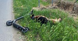 Alpha ucciso da una fucilata, la conferma del veterinario