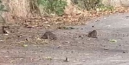 Invasione di topi vicino al Campo Scuola