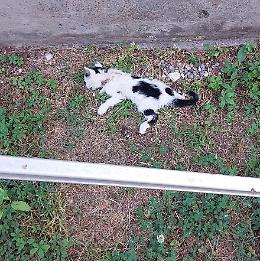 Strage di gatti, c'&egrave; l'ombra del veleno dietro le carcasse al cimitero