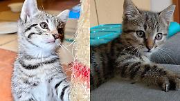 «Gatti abbandonati? Chiamate il Comune»