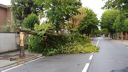 Bufera, crolla un albero addosso a un 65enne su uno scooter, ferito