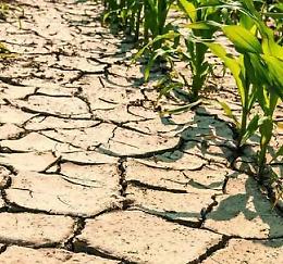 Agricoltura, Piloni: «100 milioni in meno alle aziende dopo la siccità del 2022, Regione verifichi»