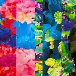 I fiori di casa Paveri. Esposizione  digitale di Luigi Cazzaniga