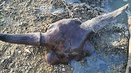 Lungo il deserto del Po ecco il cranio di bisonte