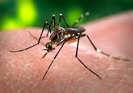 Zanzare e infezioni: come difendersi dalle punture