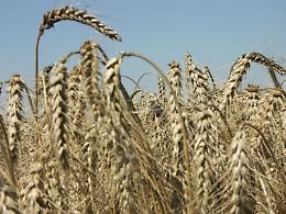 Crédit Agricole Italia e Confagricoltura, importante plafond per fronteggiare siccità e rincari energetici
